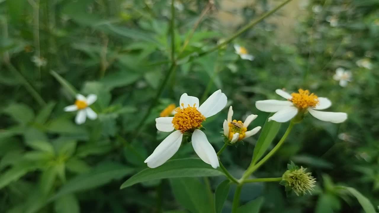 田野中的西班牙针花(Bidens Pilosa L.)特写视频素材