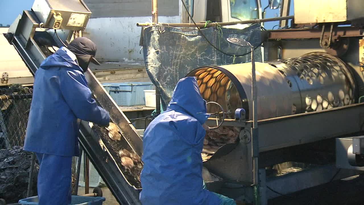 扇贝清洗工艺，北海道，日本视频素材