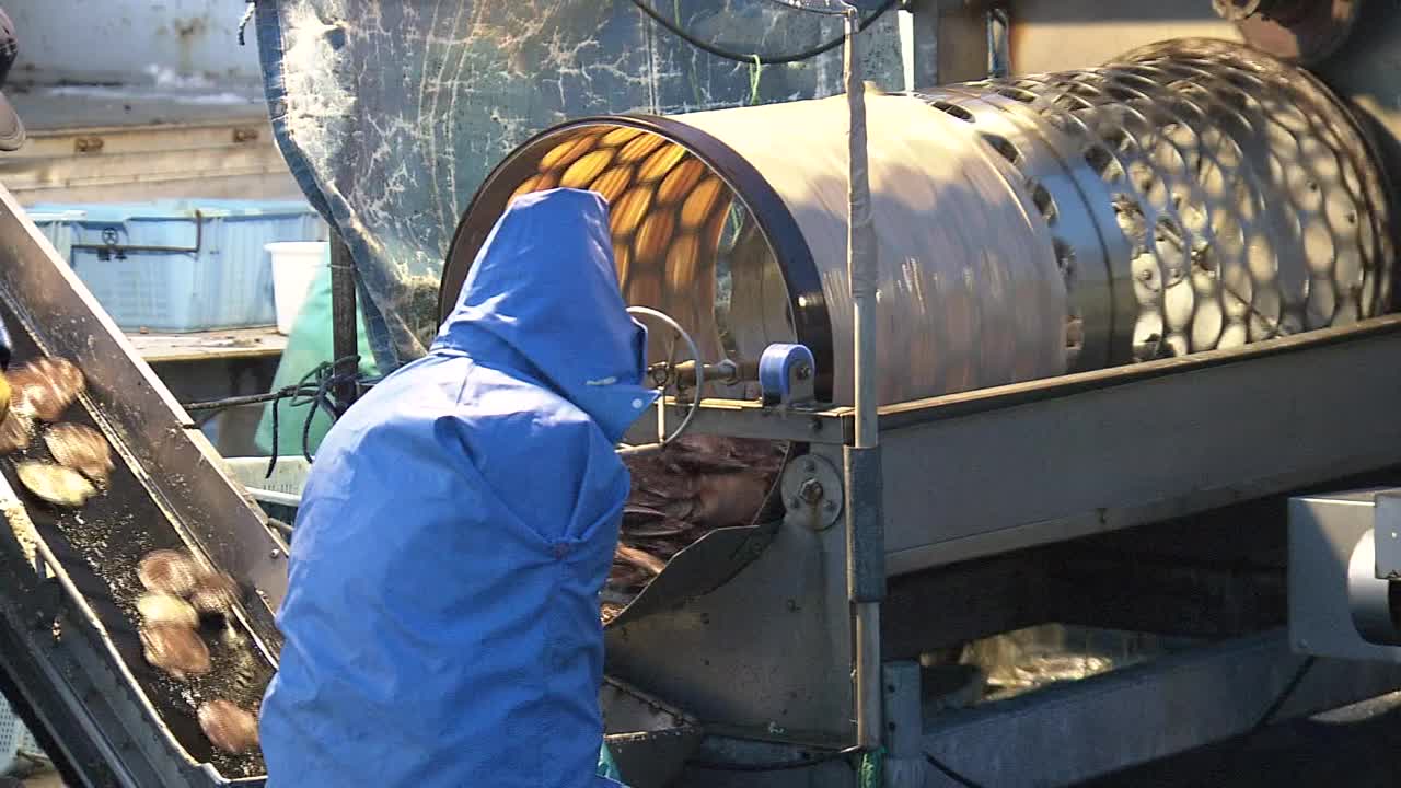 扇贝清洗工艺，北海道，日本视频素材