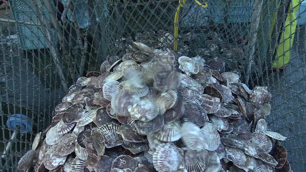 篮子里的扇贝，日本北海道视频素材