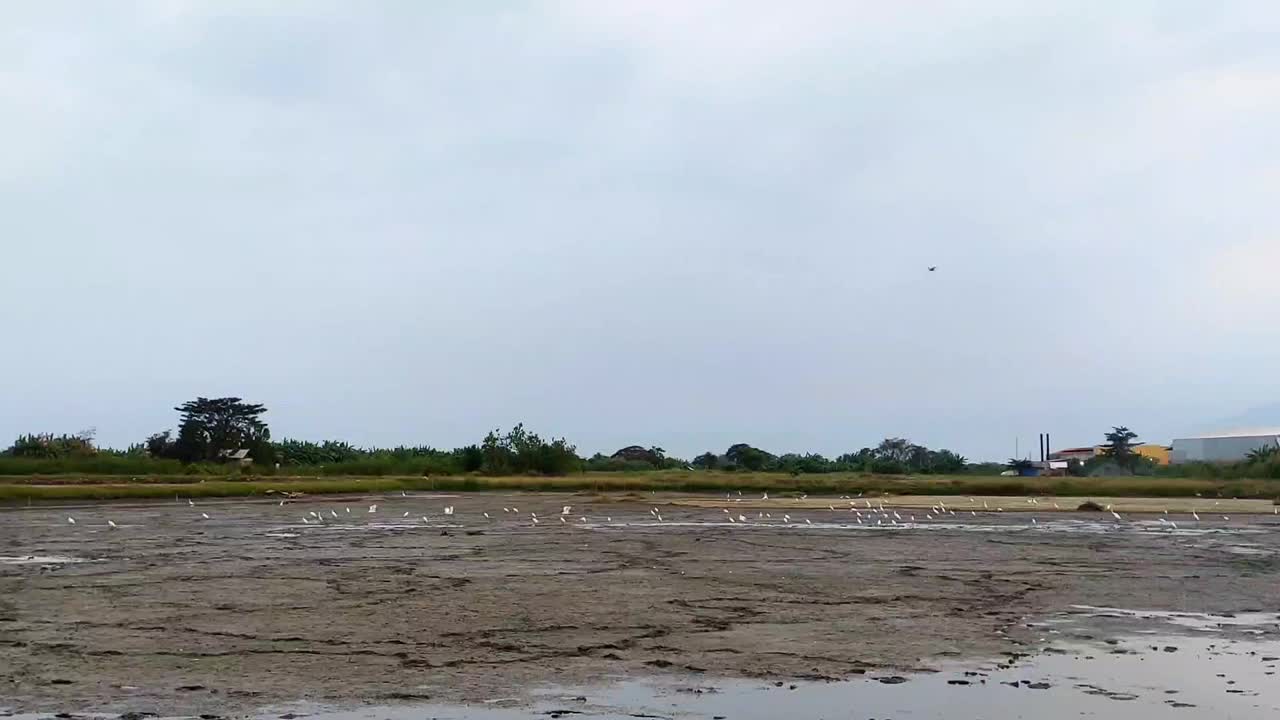 在晴朗的日子里，一群鸟从干涸的池塘里一只接一只地飞出来视频下载