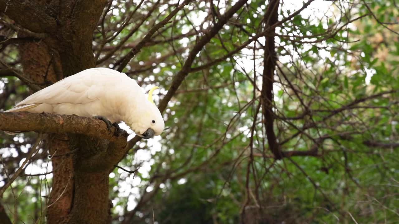 凤头鹦鹉栖息在树枝上视频素材