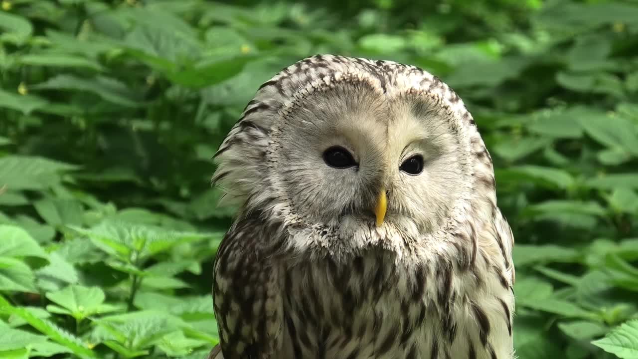 夏季森林中的乌拉尔猫头鹰(Strix uralensis)视频素材