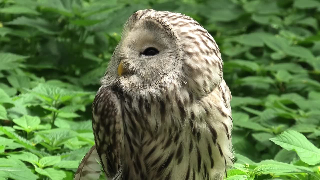 夏季森林中的乌拉尔猫头鹰(Strix uralensis)视频素材