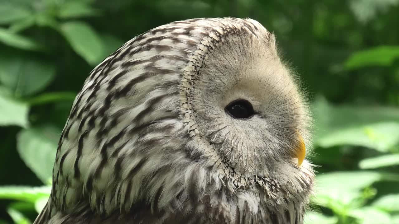 夏季森林中的乌拉尔猫头鹰(Strix uralensis)视频下载