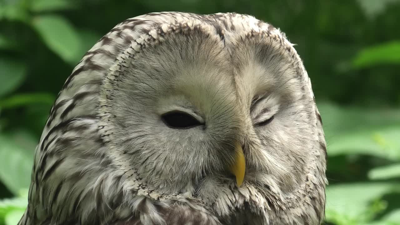 夏季森林中的乌拉尔猫头鹰(Strix uralensis)视频下载