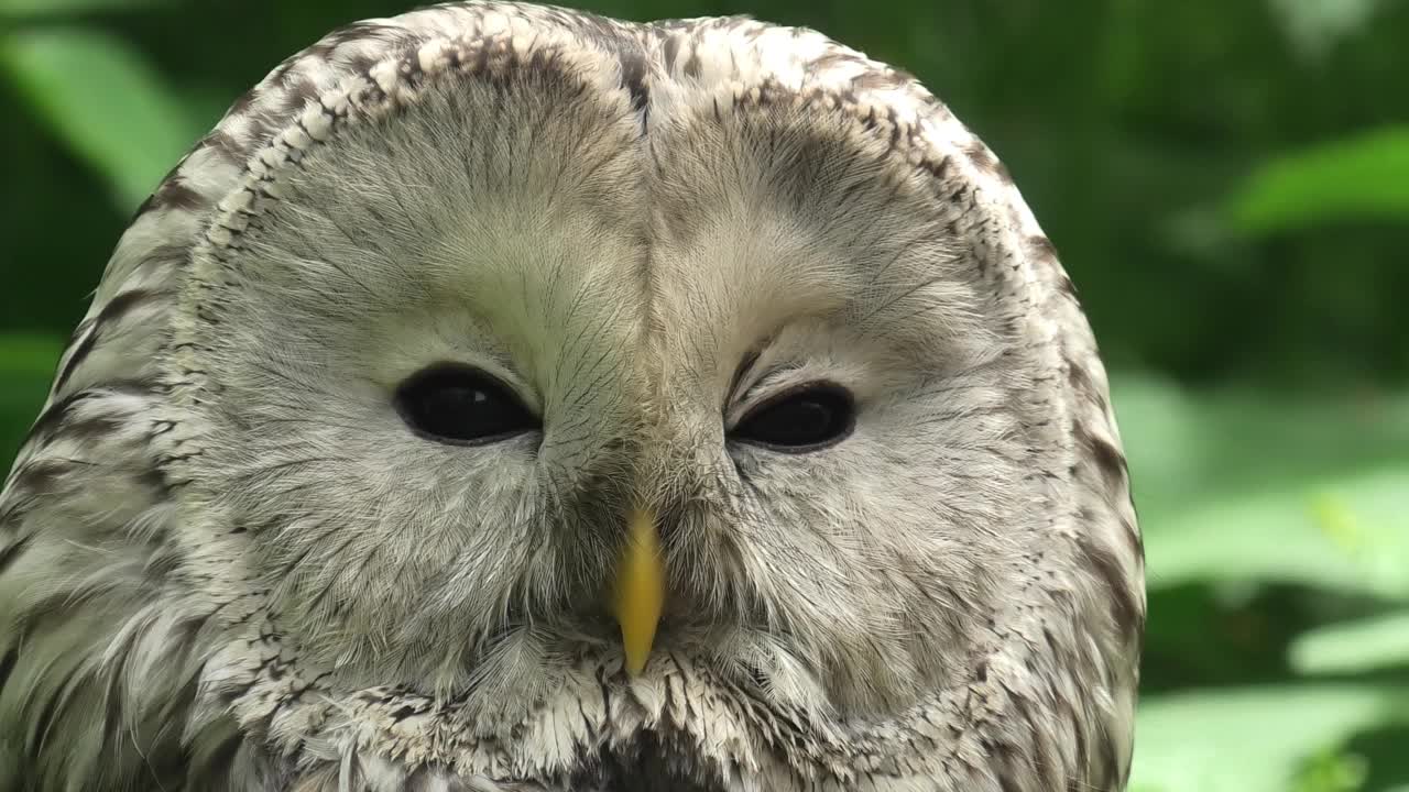 夏季森林中的乌拉尔猫头鹰(Strix uralensis)视频素材