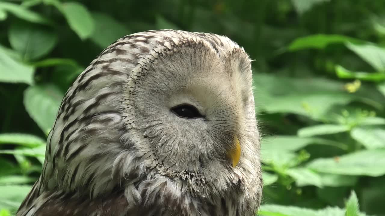 夏季森林中的乌拉尔猫头鹰(Strix uralensis)视频素材