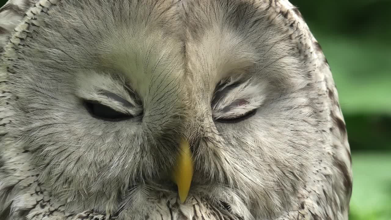 夏季森林中的乌拉尔猫头鹰(Strix uralensis)视频素材