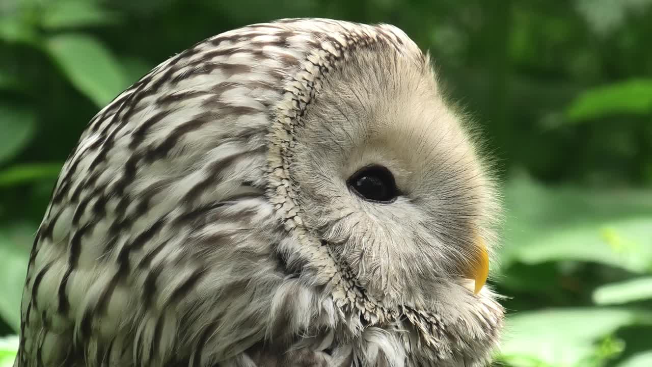 夏季森林中的乌拉尔猫头鹰(Strix uralensis)视频素材