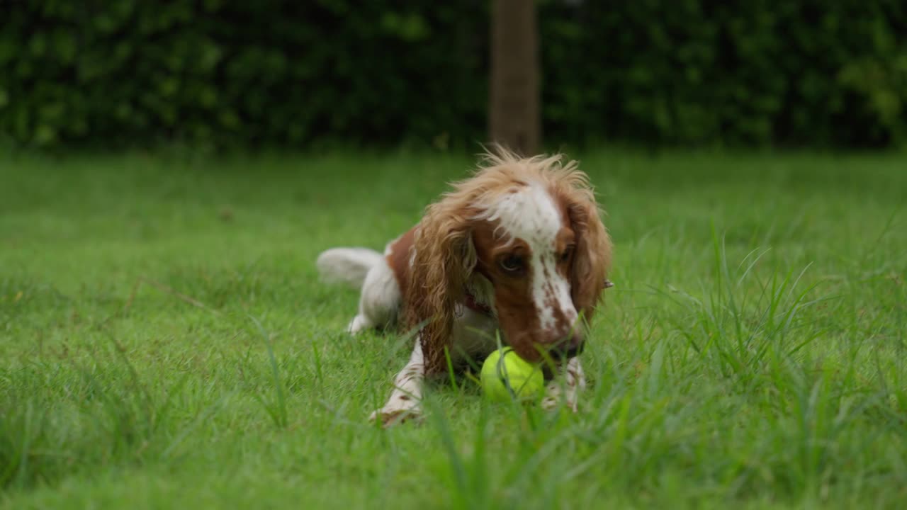 英国可卡犬在花园里玩耍视频素材