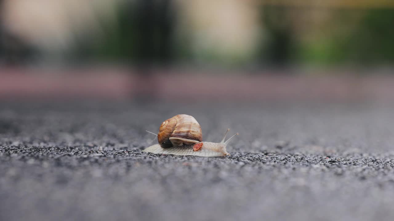 雨后蜗牛在潮湿的沥青上爬行视频素材