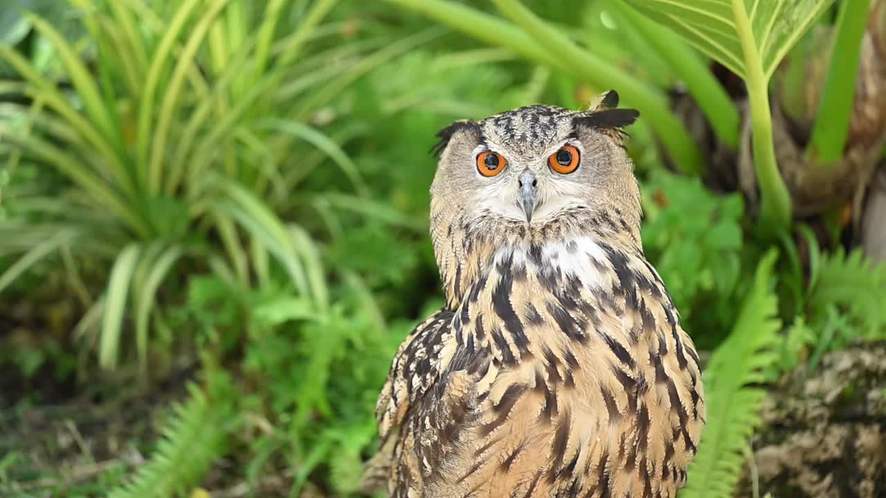 欧亚鹰鸮，Bubo Bubo栖息在绿色植物中的石头上视频素材