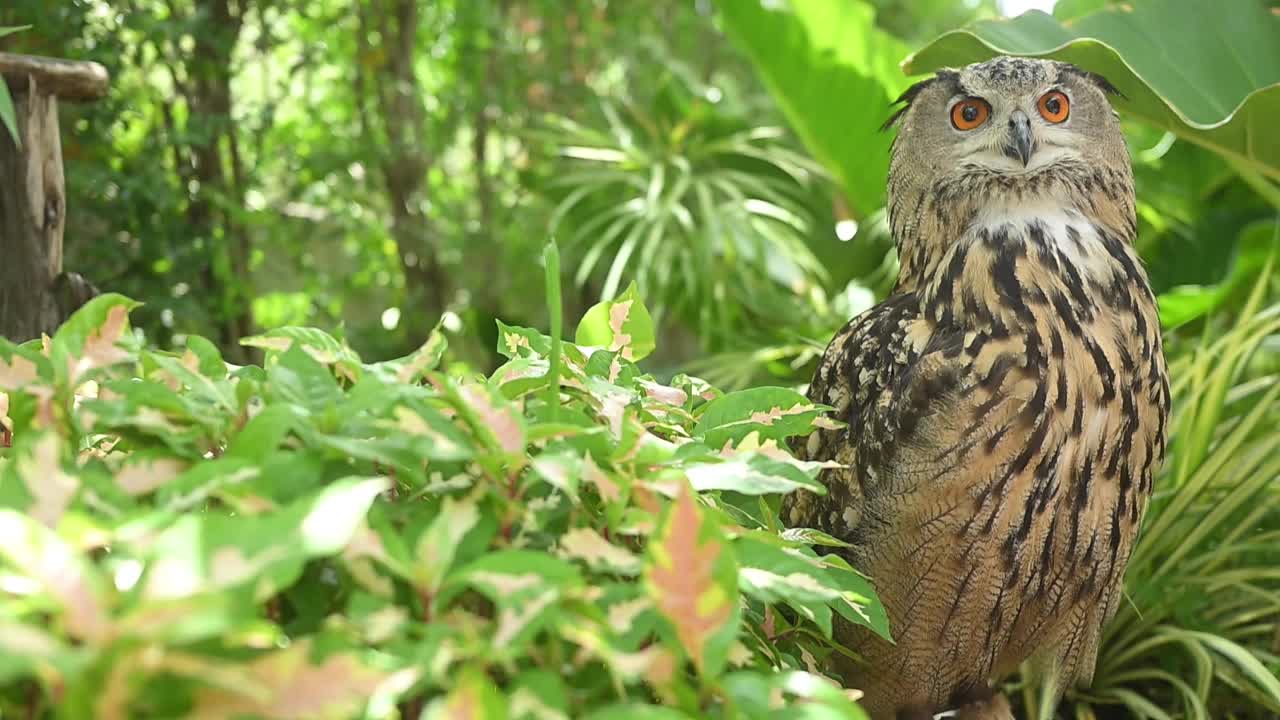 欧亚鹰鸮坐在绿色植物中间，环顾四周。视频下载