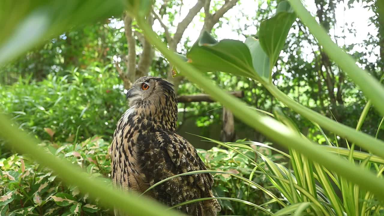 欧亚鹰鸮，Bubo Bubo栖息在绿色植物中的石头上。视频素材