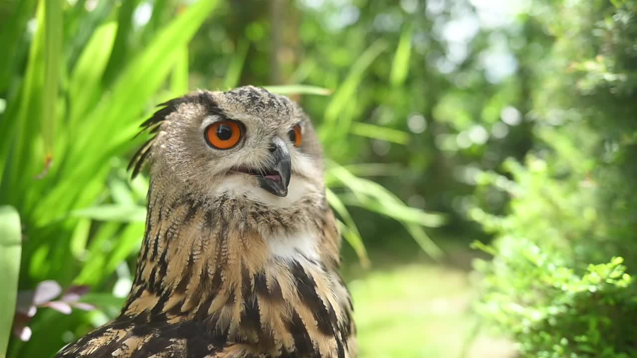 慢动作拍摄美丽的大猫头鹰或橙色眼睛的Bubo Bubo坐在树枝上。视频素材