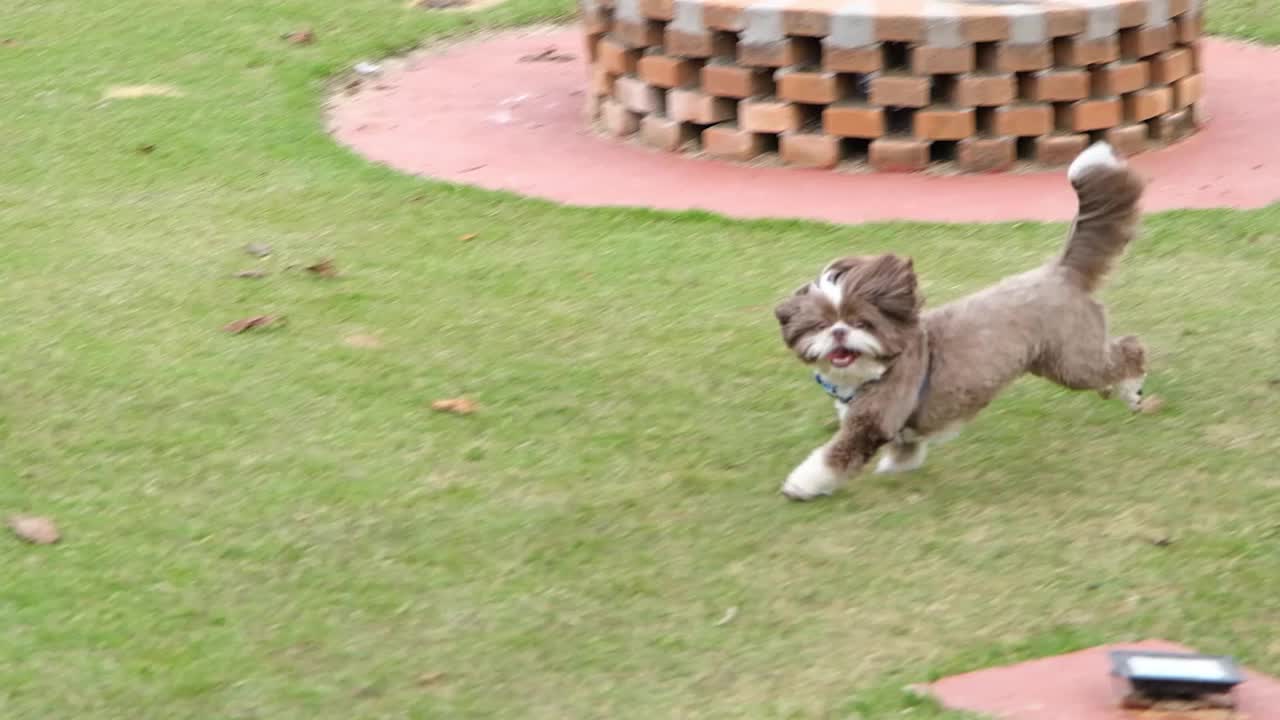 西施犬在阳光明媚的日子里跑过草坪。视频下载