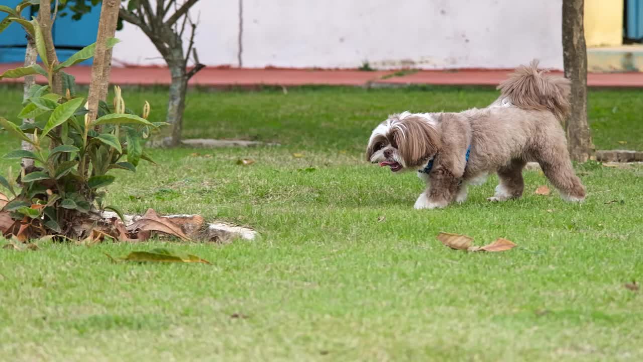 西施犬撕咬撕扯草地上的枯叶。视频下载