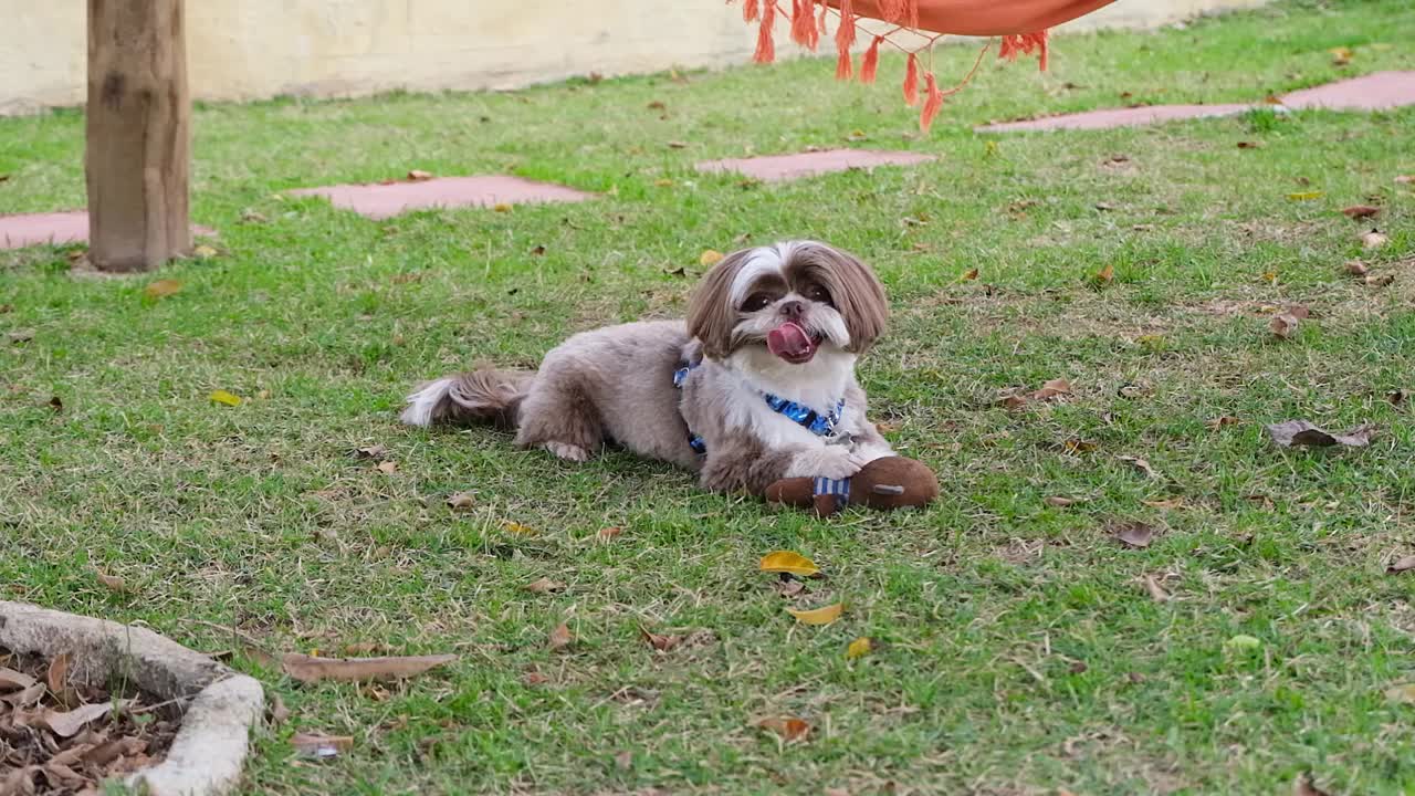 西施犬躺着，伸着舌头，爪子放在毛绒玩具上。视频下载