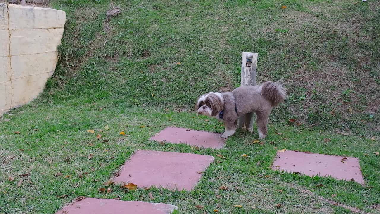 西施犬在小木桩上撒尿。视频素材