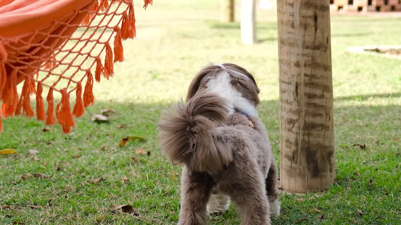 西施犬回头看花园。视频素材