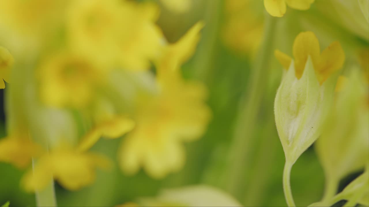 花序黄色濒危花植物。报春花Veris L.普通樱草报春花黄色花。开花报春花。视频素材