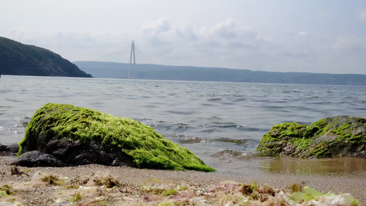 海边长满苔藓的石头和海藻视频下载