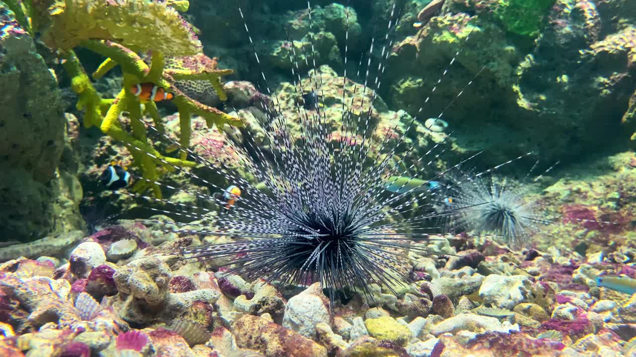 海珊瑚在深海中有鱼视频素材