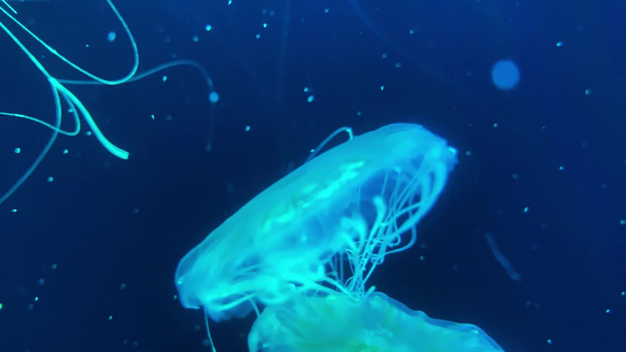 水母是黑暗海底世界的深海动物视频下载