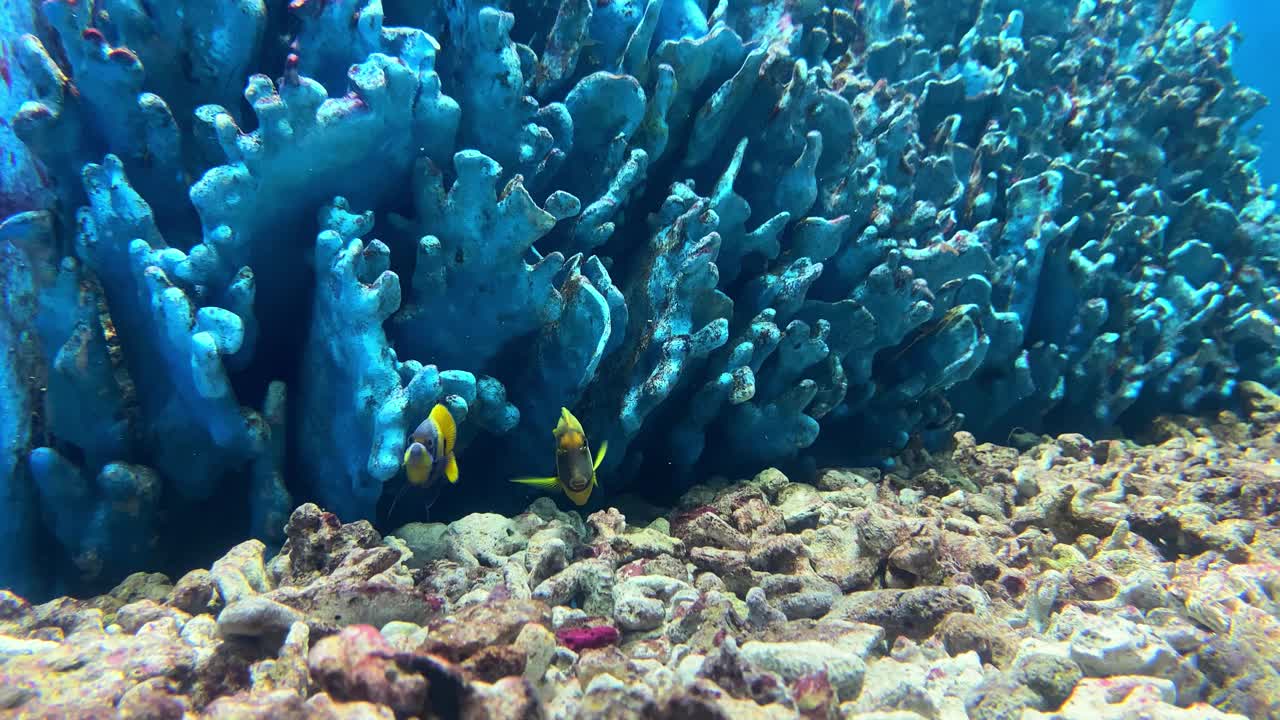 海葵和珊瑚在深海与尼莫鱼视频下载