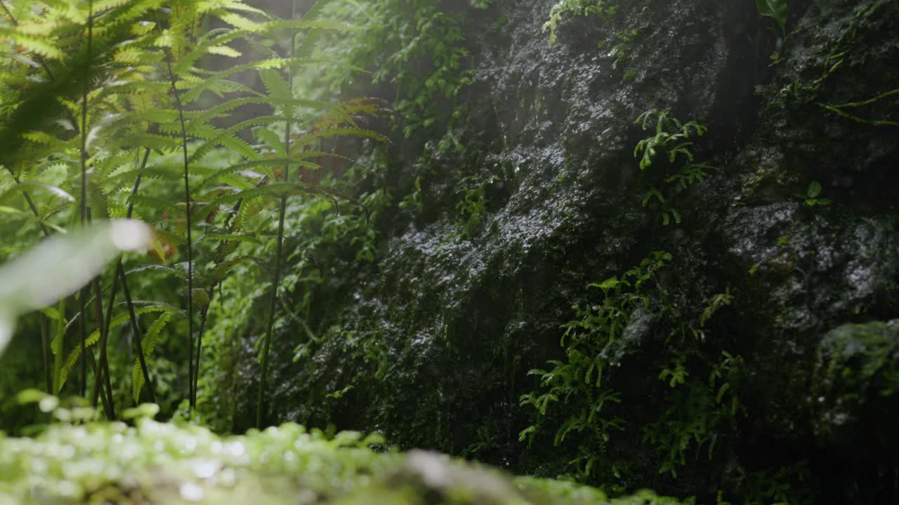 花园里的人工瀑布流淌着绿色的植物。花园中的小瀑布特写视频素材