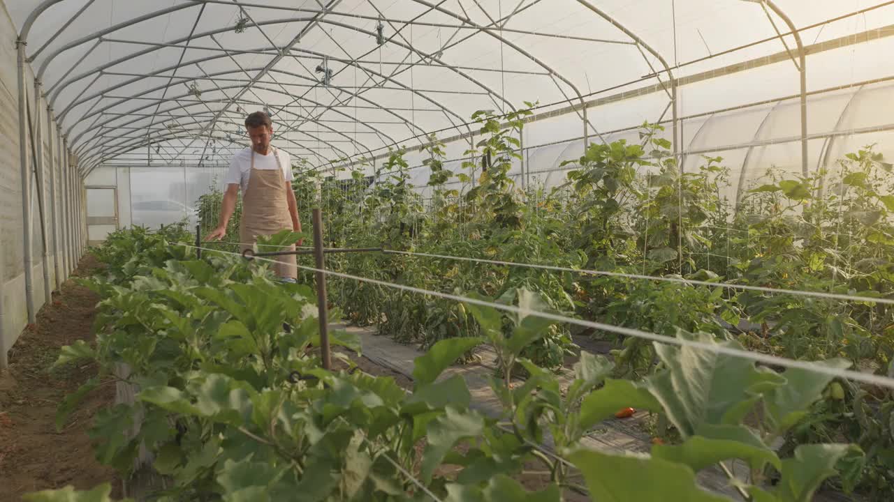 农民走过室内蔬菜种植园视频下载