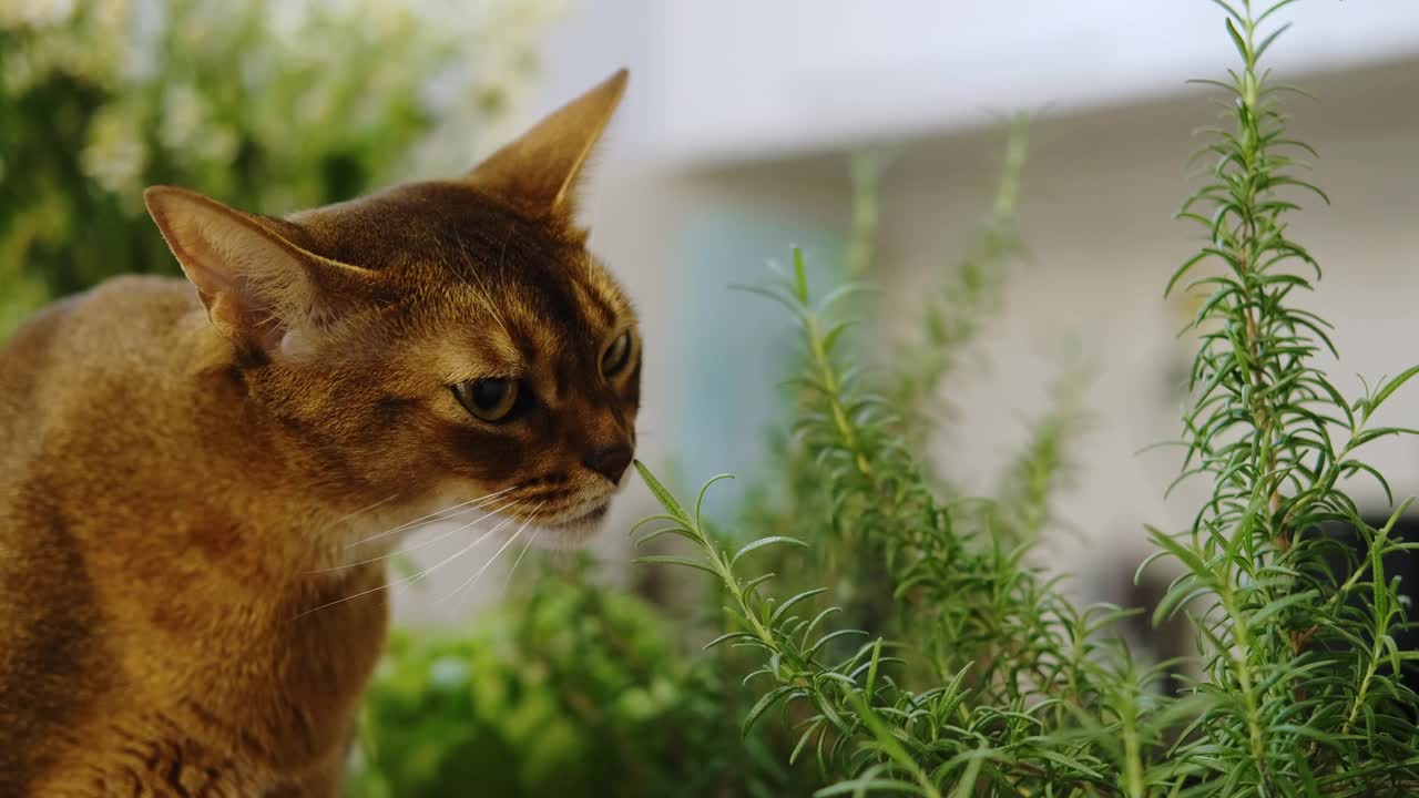 一只迷人的红发阿比西尼亚猫坐在厨房的桌子上，对绿色植物很感兴趣。一只好奇的宠物。视频下载