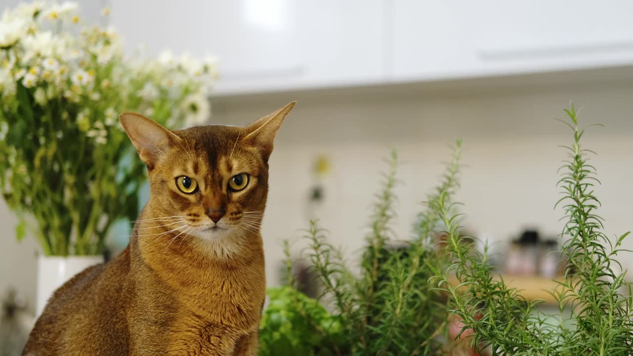 一只迷人的红发阿比西尼亚猫坐在厨房的桌子上，对绿色植物很感兴趣。一只好奇的宠物。视频下载