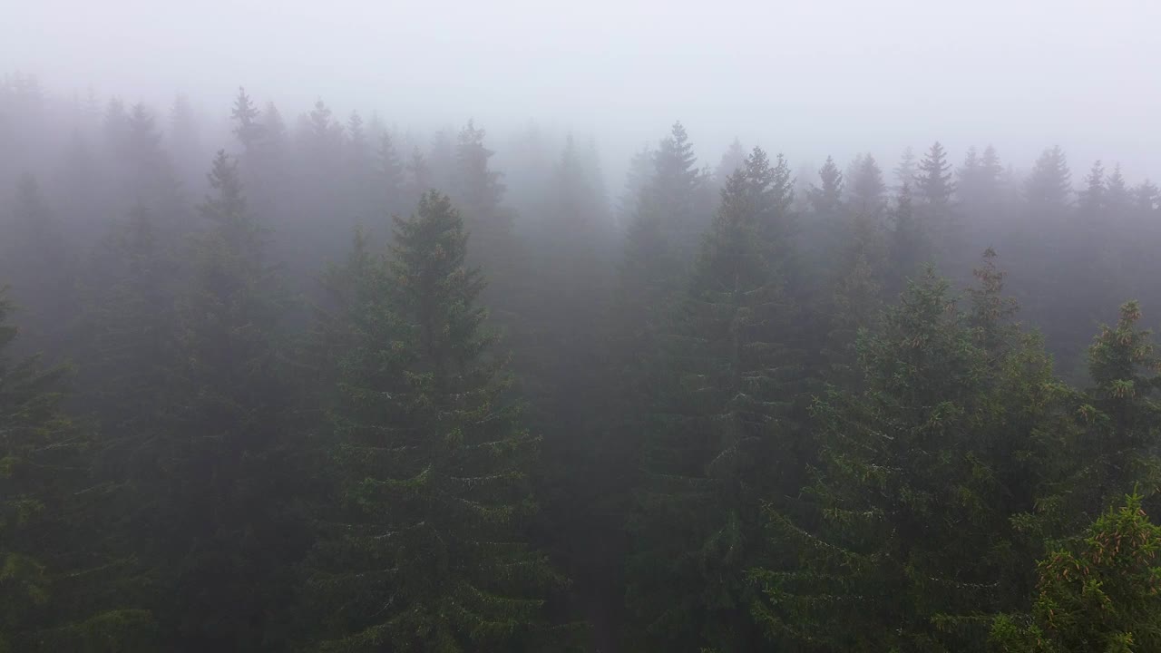 浓雾笼罩的云杉林中的空中飞行视频下载