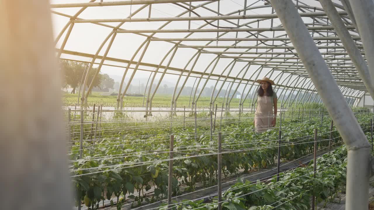 温室女员工检查发芽植物的广角镜头视频素材