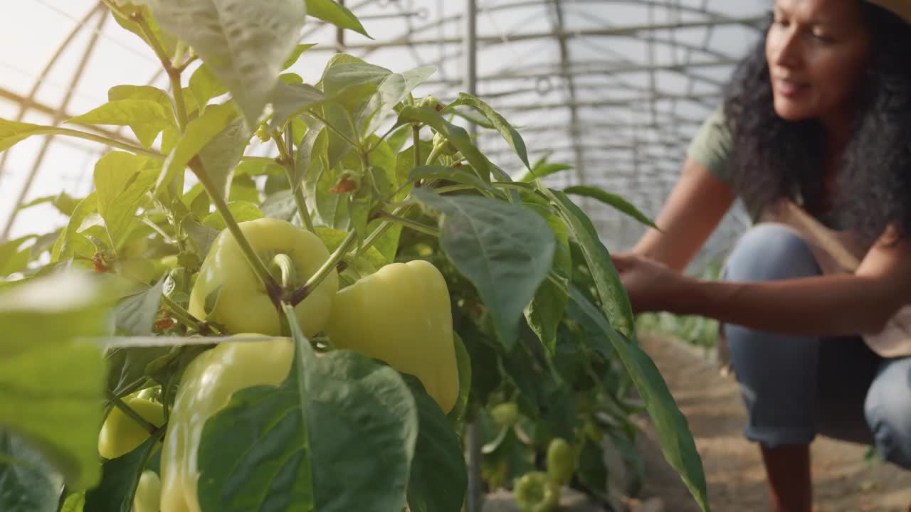 温室里的甜椒特写，背景是农民在检查植物视频素材