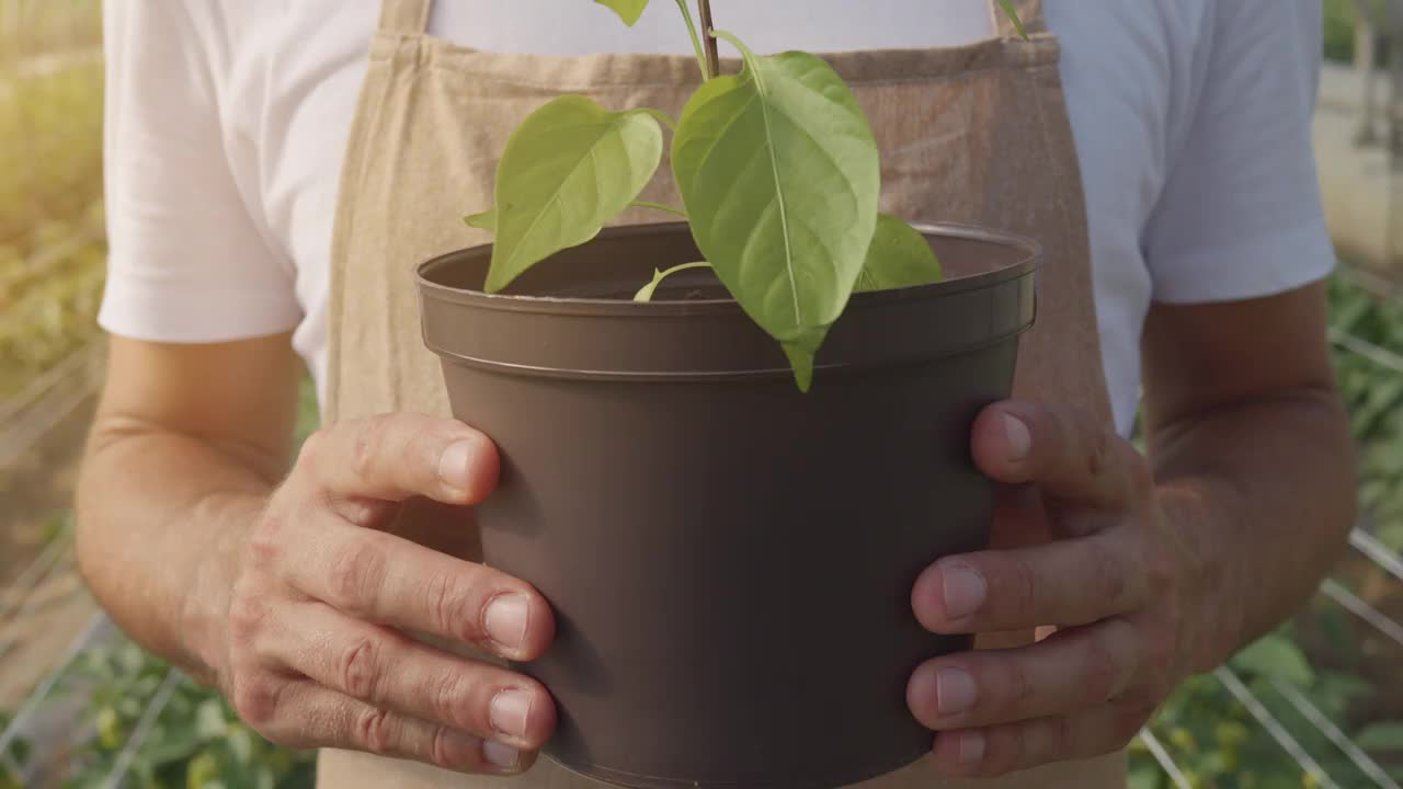 一名男子在工业温室的花盆里捧着嫩芽视频下载