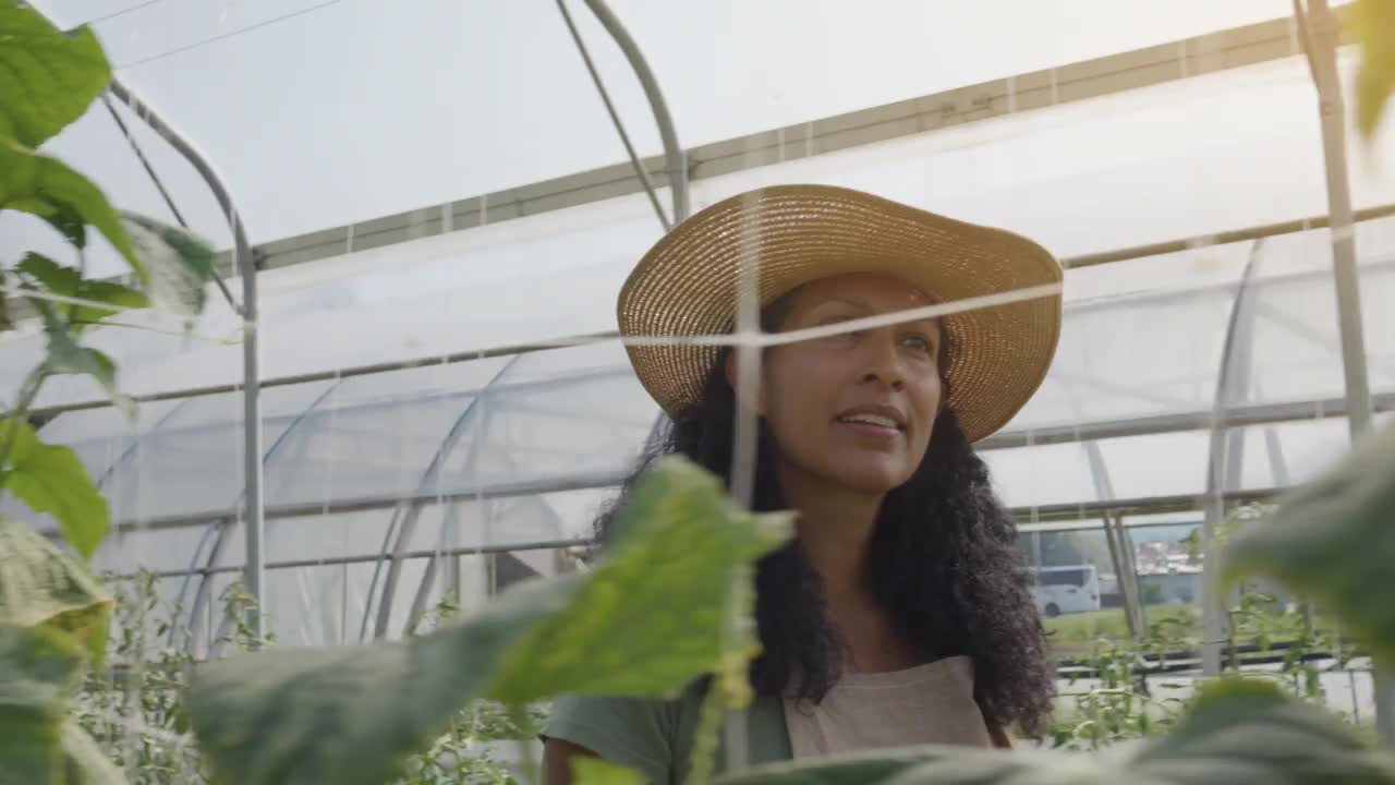 一名拉丁妇女正在检查温室里棚架上的黄瓜视频素材