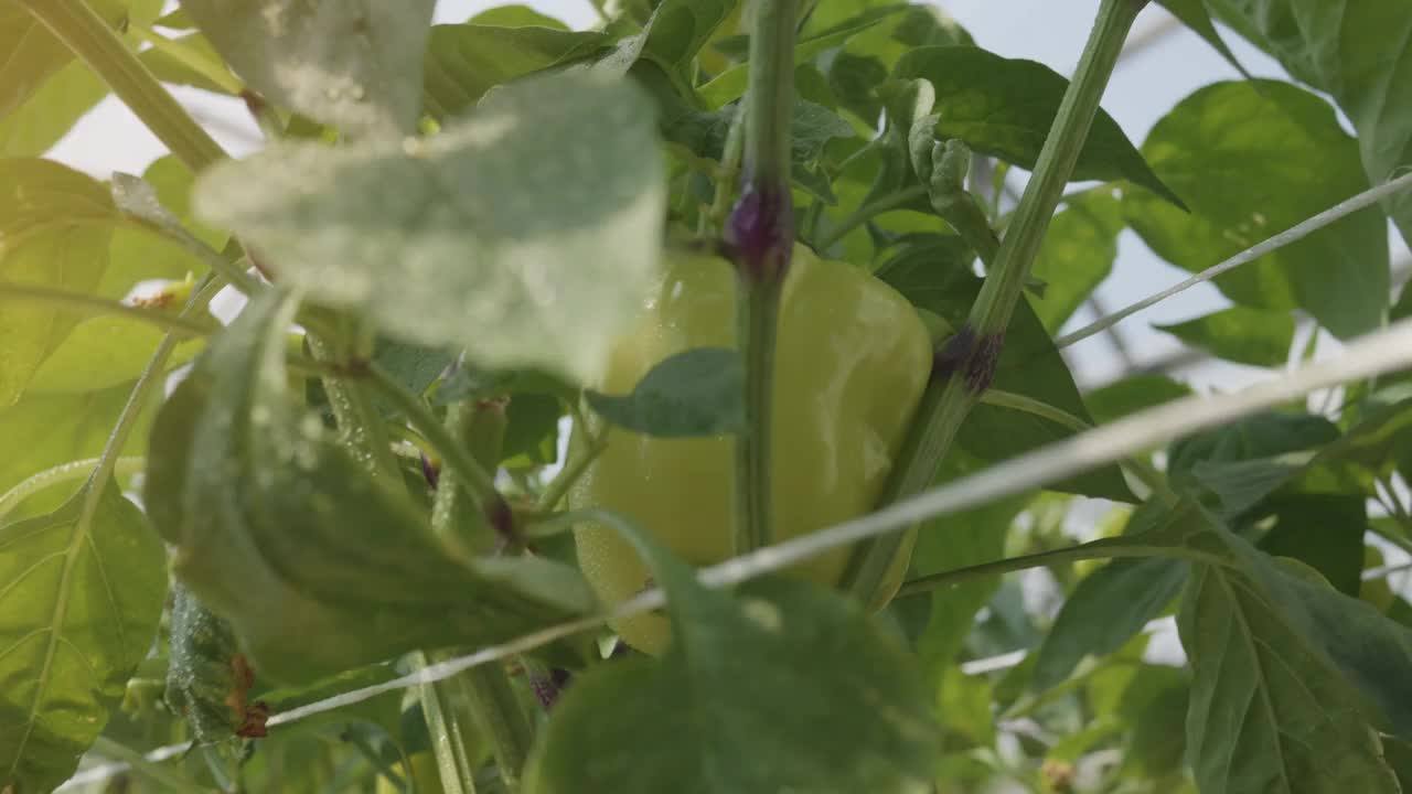 熟透的黄甜椒在温室中有水滴生长视频下载