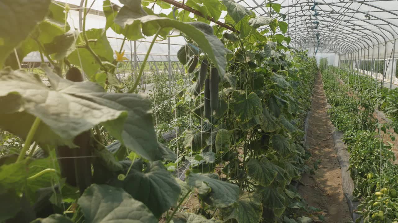 在没有人的工业温室中，种植在棚架上的植物视频下载