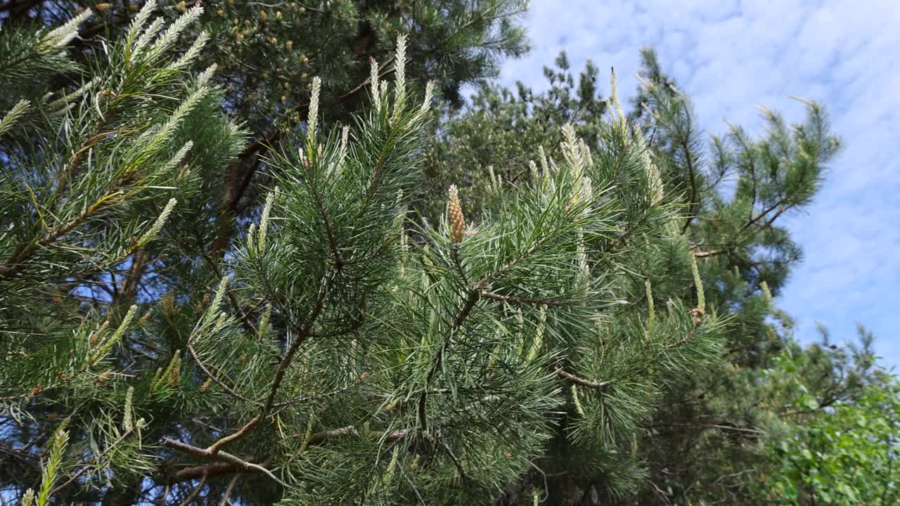 在多风的天气里，松树开花时的细节视频素材