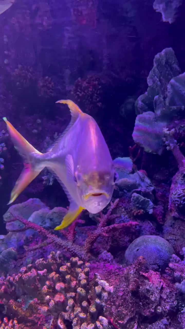 水族馆里的鱼视频下载