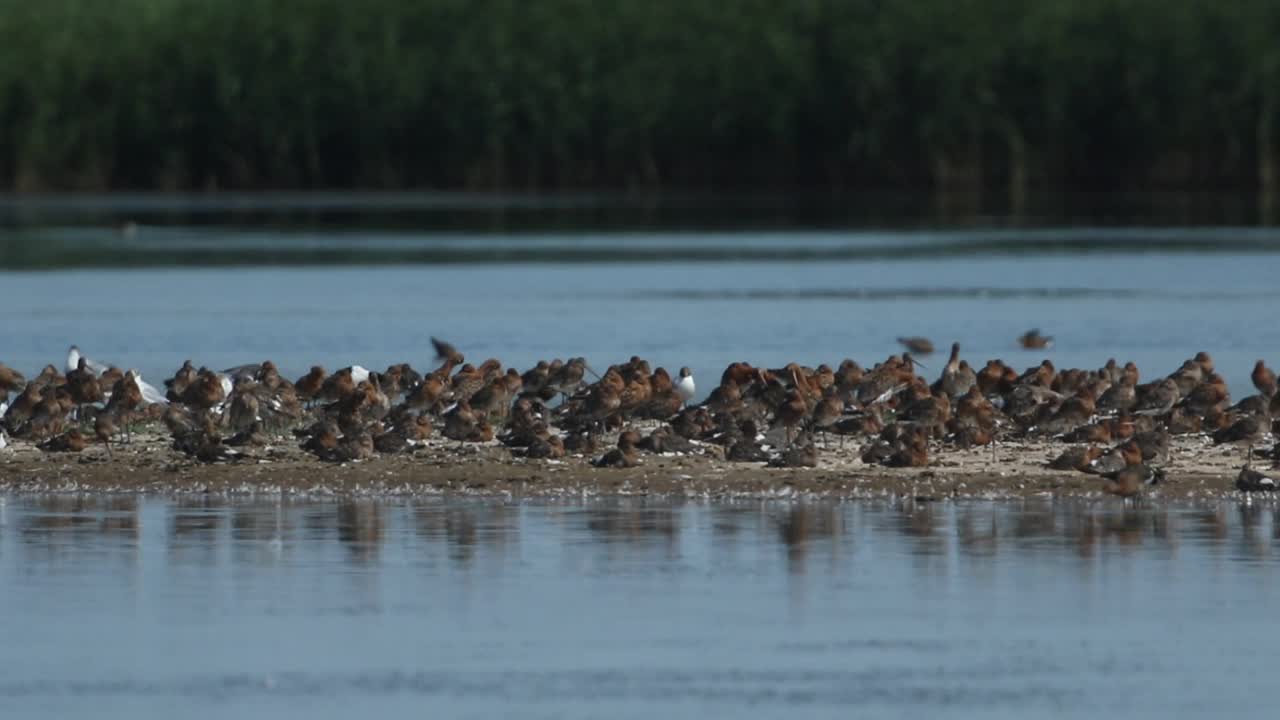 一群黑尾Godwits, Limosa Limosa，以及其他的水鸟和海鸥，在湖中央的一个岛上休息和梳理羽毛。视频下载