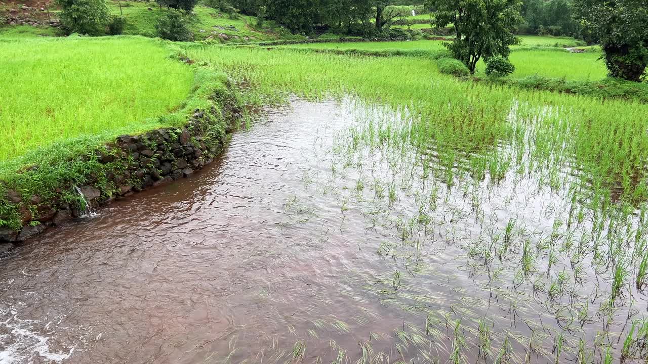 印度季风季节视频下载