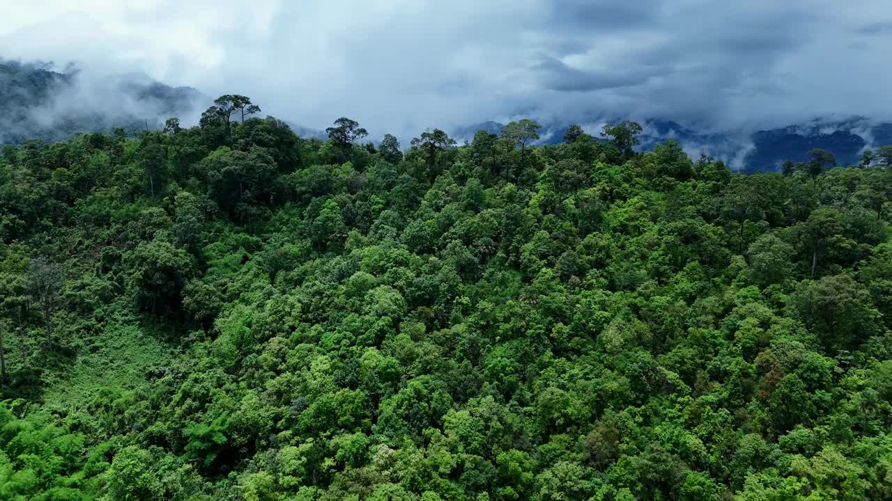 鸟瞰泰国北部雨季期间郁郁葱葱的绿色雨云覆盖的热带雨林山中的森林。视频下载