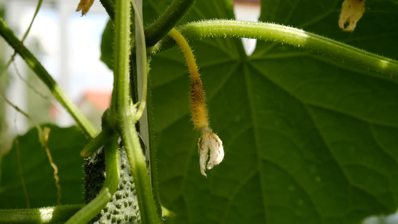 温室种植有机绿黄瓜，天天收获。小黄瓜开花、织布、育苗。农业植物的概念，开花、收获、园艺。视频下载