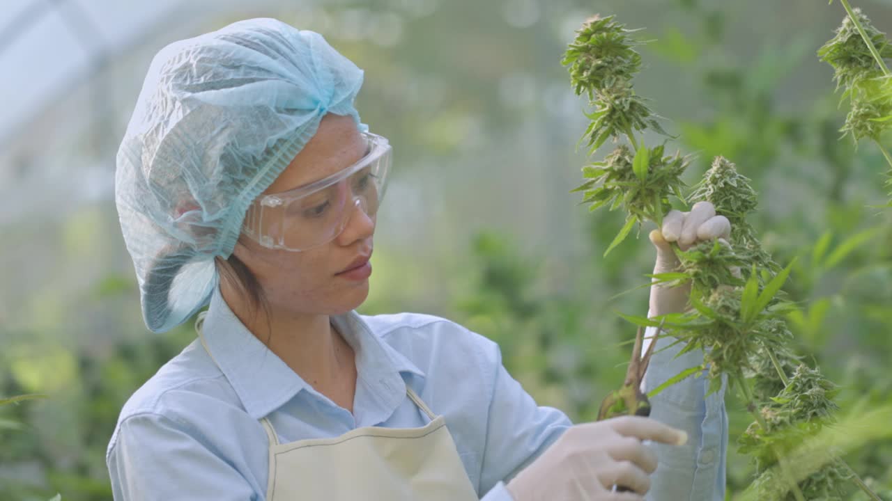 研究和记录大麻植物数据的女科学家。用于医疗目的的高品质医用大麻。大麻研究概念。视频下载