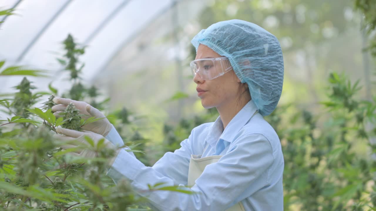 研究和记录大麻植物数据的女科学家。用于医疗目的的高品质医用大麻。大麻研究概念。视频素材