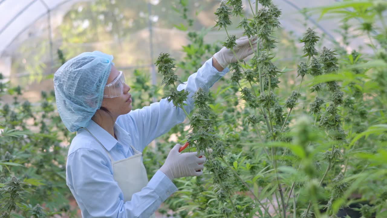 研究和记录大麻植物数据的女科学家。用于医疗目的的高品质医用大麻。大麻研究概念。视频下载